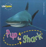 Pup to Shark