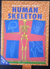 Human Skeleton (Build Your Own). Hours of fun