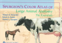 Spurgeon's Color Atlas of Large Animal Anatomy