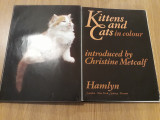 Kittens and Cats in Colour